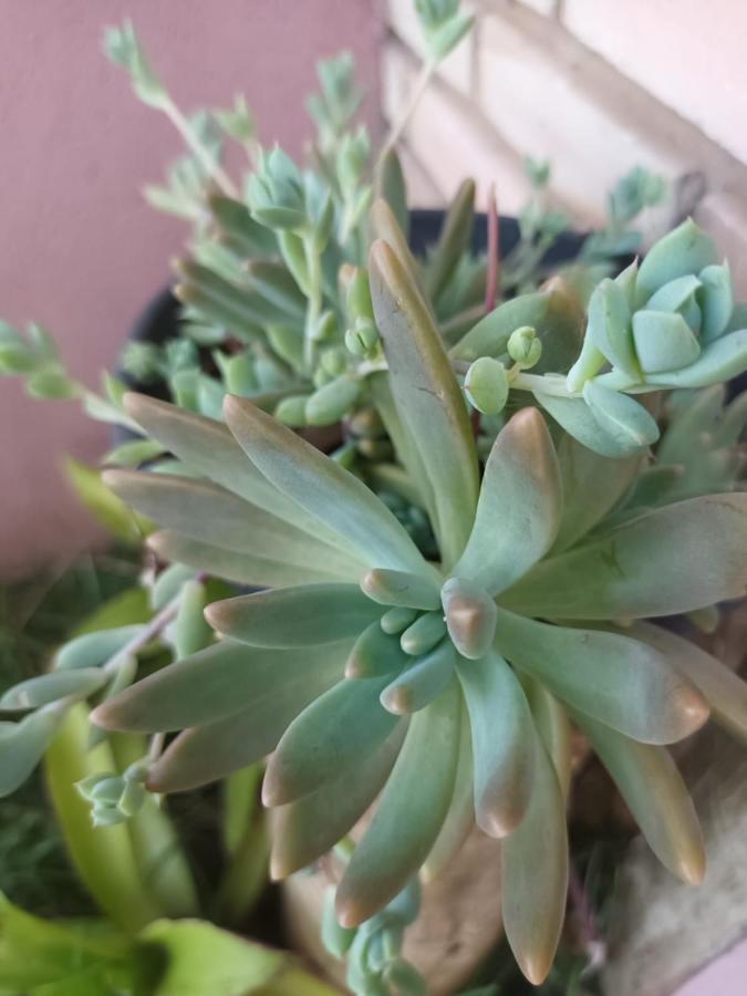 Chale Aconchegante, Pertinho Da Cidade E Conectada A Natureza Brazíliaváros Kültér fotó